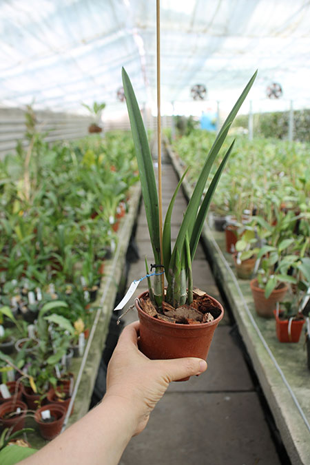Brassavola Little Star x (Encyclia tampensis x phonesia).jpg