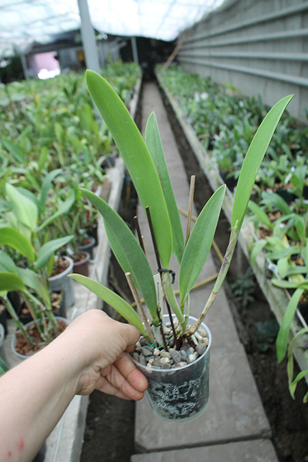 Rhynchobrassoleya Chief Cindy 'Perfume'.jpg