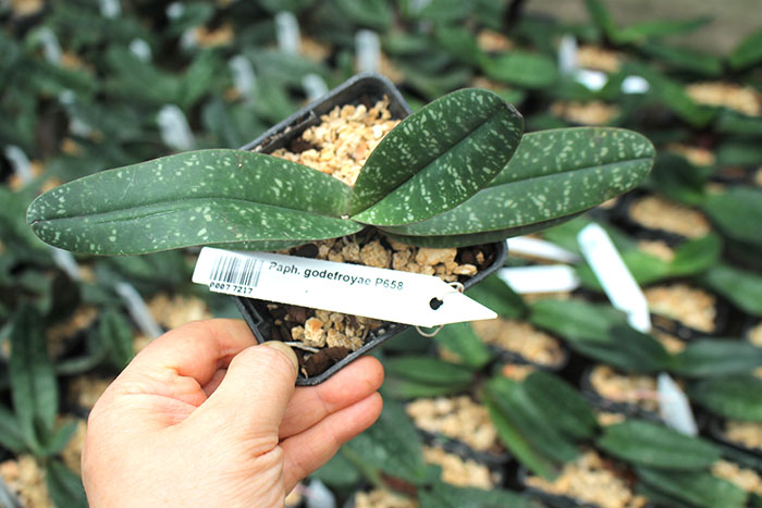 Paphiopedilum godefroyae P658.jpg