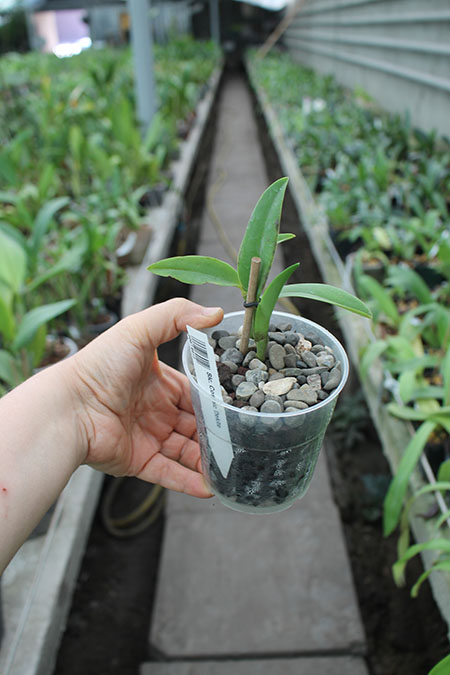 Sophrolaeliocattleya Cosmic Dekite.jpg