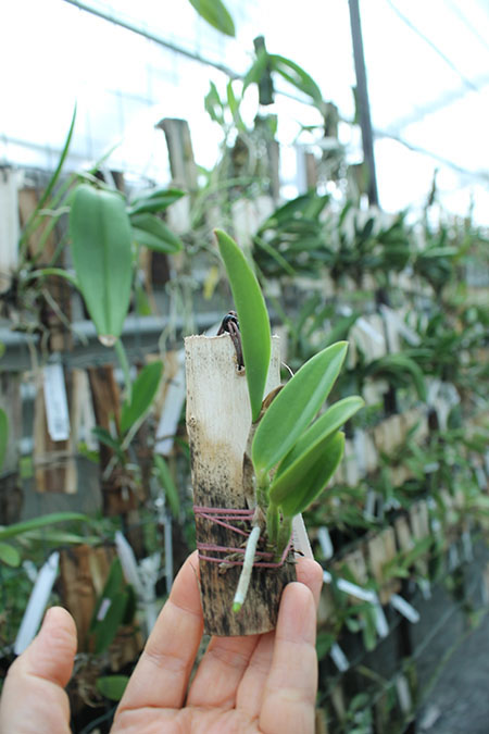 Cattlianthe Chian-Tzy Angel Land 'CT-Mesha'.jpg