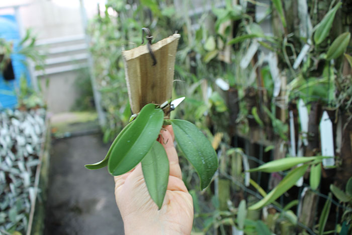 Sophrocattleya Beaufort x Laeliocattleya Orglade’s Glow) 'Kewpie'.jpg