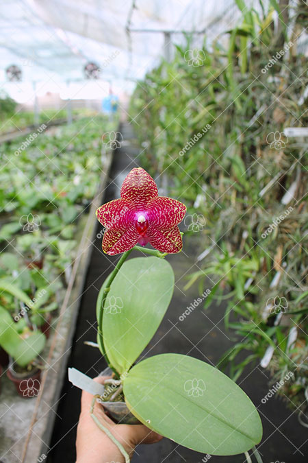 Phalaenopsis Mituo Sun 'Mituo #1' x Ld's Bear King 'RK-1'.jpg