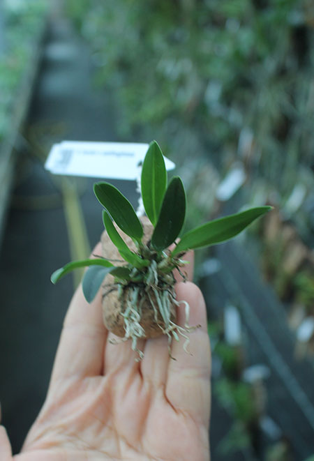 Sophronitis bicolor x xanthoglossa.jpg