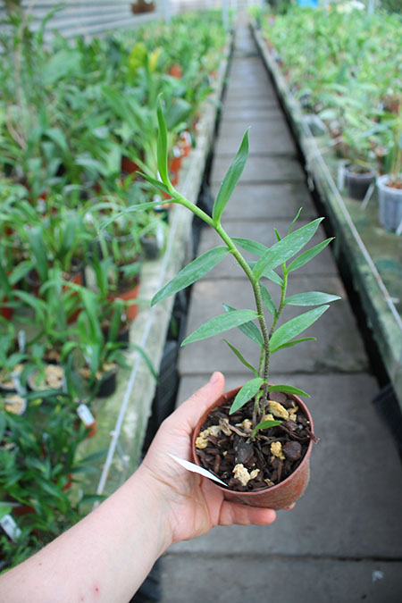 Oerstedella wallisii.jpg