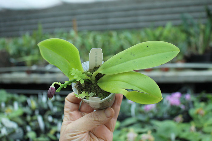 Phalaenopsis teraspis 'Red' x 'Blue'.jpg