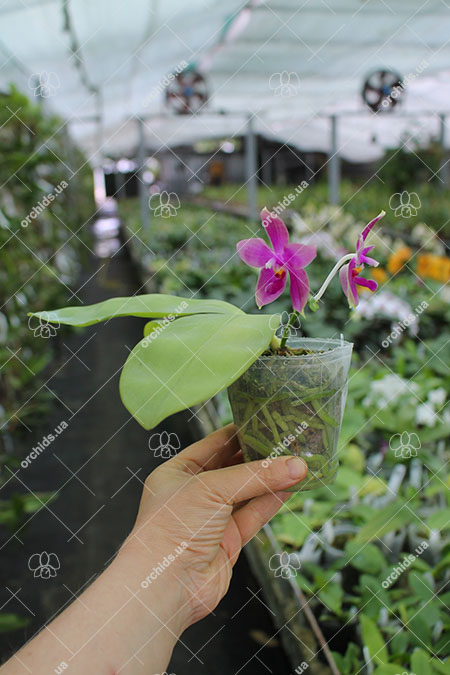 Phalaenopsis tetraspis red x bellina blue.jpg