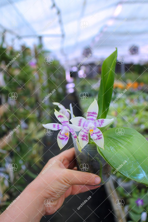 Phalaenopsis Zheng Min Muscadine '323' x speciosa '41-S'.jpg