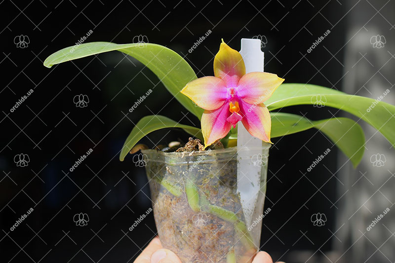 Phalaenopsis Mituo Prince 'Y' x Mituo King Bellina 'R'.jpg