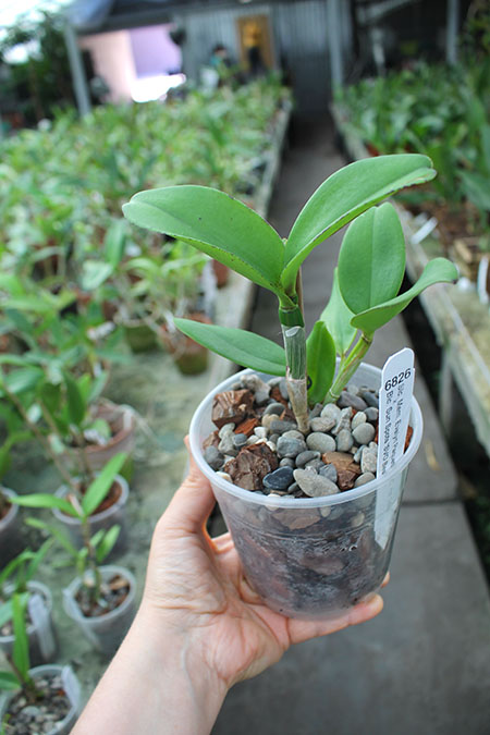 Sophrolaeliocattleya Mem Evelyn Paquette 'SVO Hot Spots' x Brassolaeliocattleya Sun Spots 'SVO Best').jpg