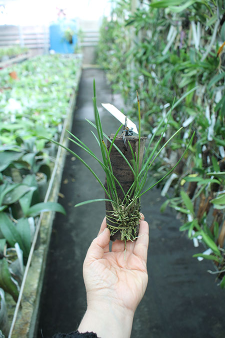 Dendrochilum saccolabium.jpg