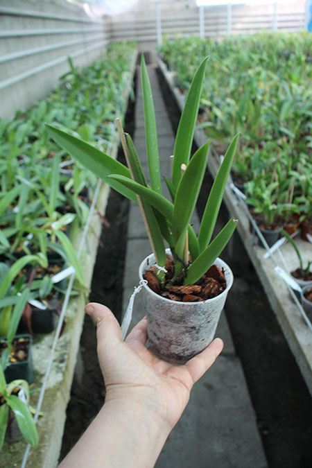 Brassanthe Maikai x Brassocattleya Star Ruby.jpg