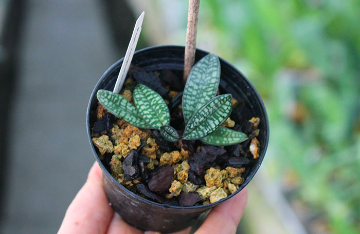 Paphiopedilum rungsuriyanum.jpg