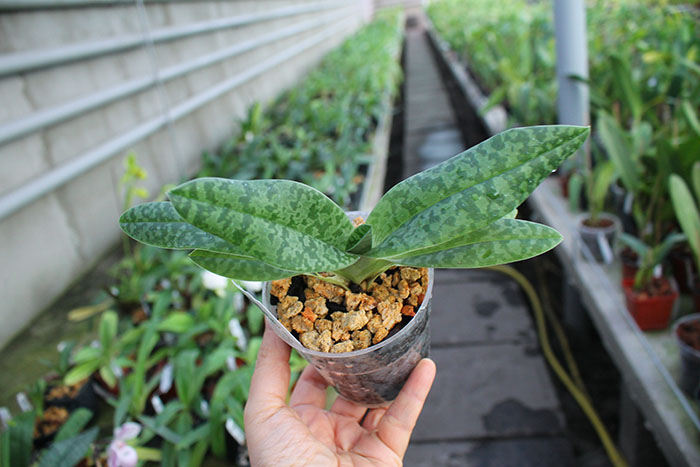 Paphiopedilum venustum alba.jpg