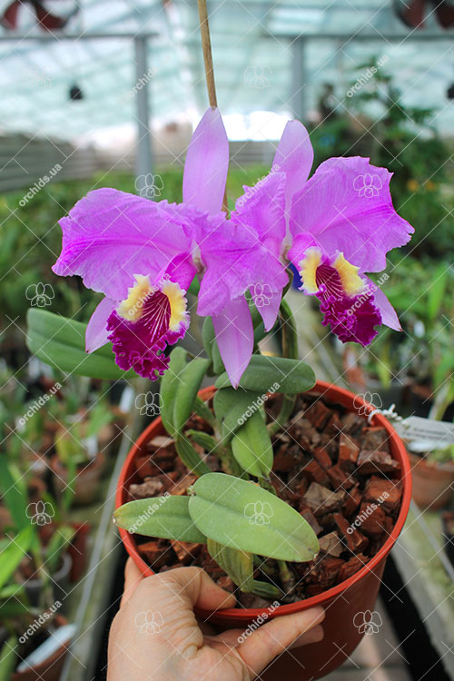 Cattleya lueddemanniana (Morena x OK-2) 'N 1' x lueddemanniana dark lip splash.jpg