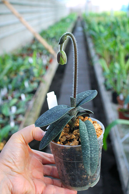 Paphiopedilum micranthum var eburneum.jpg