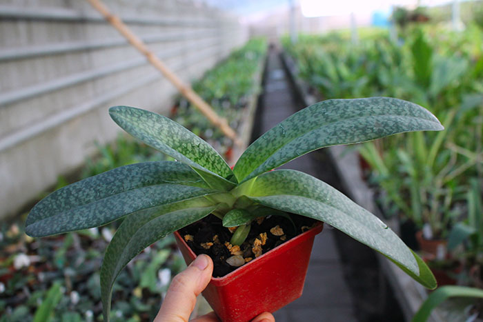 Paphiopedilum rothschildianum x niveum.jpg