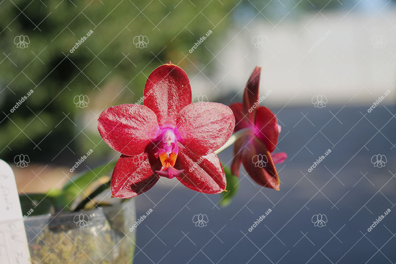 Phalaenopsis Lioulin Goldenfish x Princess Kaiulani flava.jpg