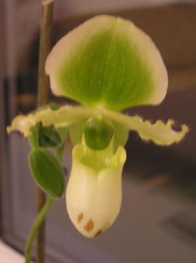 Пафиопедилум33.jpg