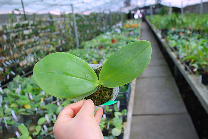 Phalaenopsis Pylo's Decorated Canary.jpg