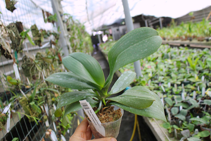 Phalaenopsis stuartiana yellow x Timothy Christopher.jpg