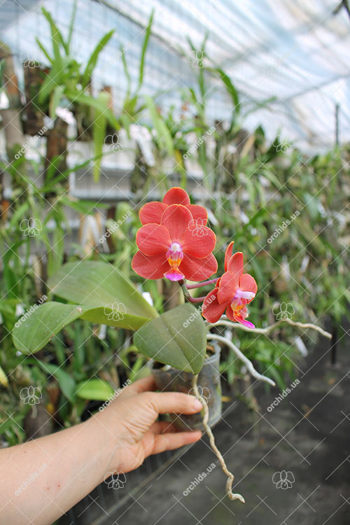 Phalaenopsis Mituo Shin Perfume 'MO95'.jpg