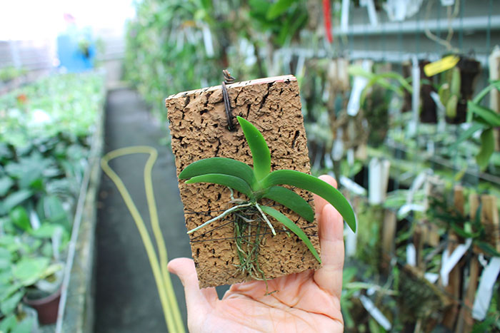 Angraecum leonis.jpg