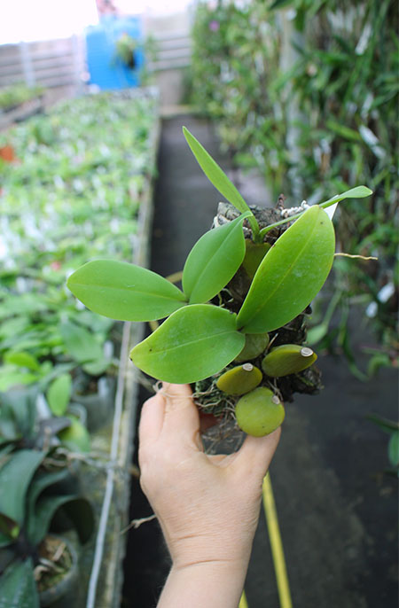 Bulbophyllum purpureorhachis.jpg