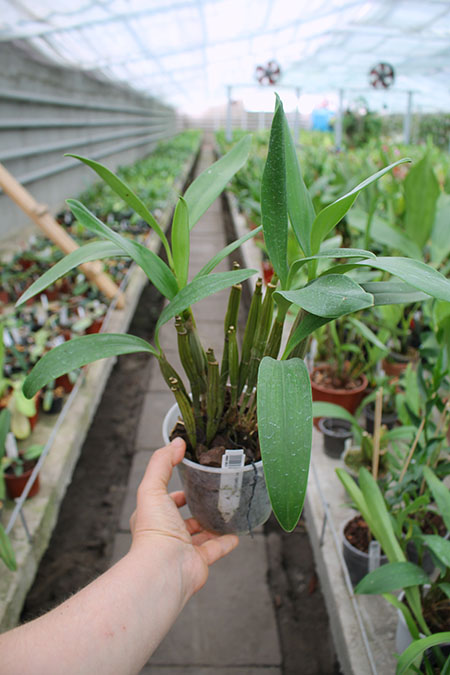 Dendrobium spectabile.jpg