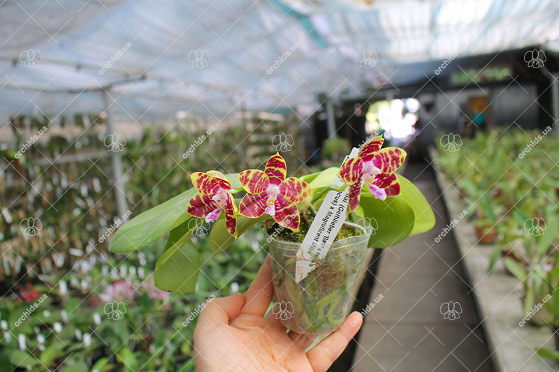 Phalaenopsis (Gelblieber 'B#1' x Hsia's Focus) x Magnificent Mibs.jpg