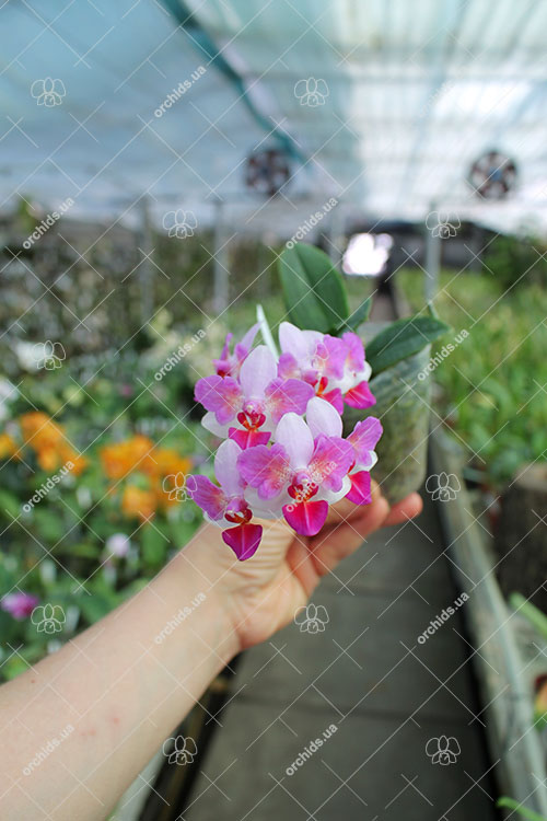 Phalaenopsis Liu's Berry 'ES'.jpg