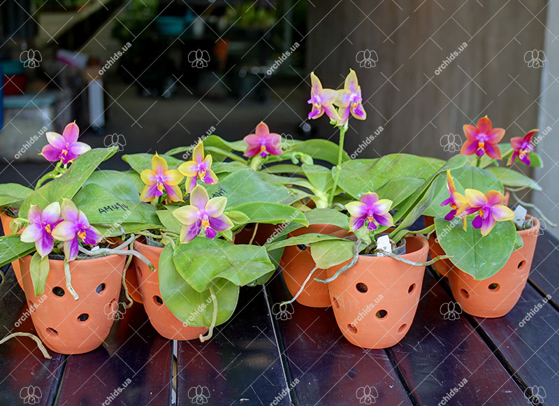 Phalaenopsis Ld's Bear King x Samera.jpg