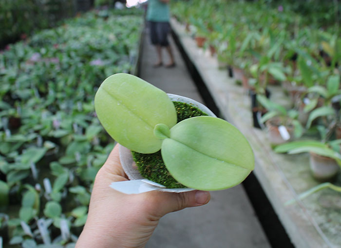 Phalaenopsis gigantea 'Meir #1'.jpg