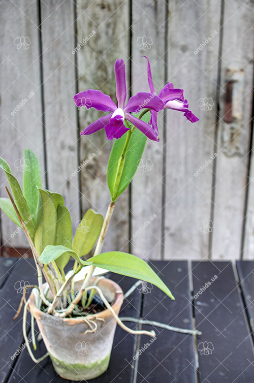 Laelia purpurata rubra flamea 'Osorio' x Cattleya leopoldii 'Marrom Glace'.jpg