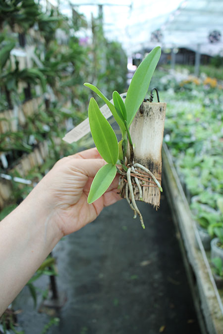 Rhynchocattleya Varut Startrack 'Golden Tiger'.jpg