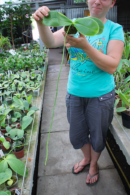 Phalaenopsis corningiana x lueddemanniana.jpg