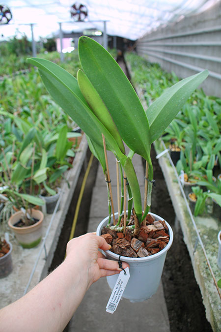 Cattleya Moscombe x (Brassolaeliocattleya Ports of Paradise 'Emerald Isle' x Brassavola digbyana 'Mr Pig').jpg