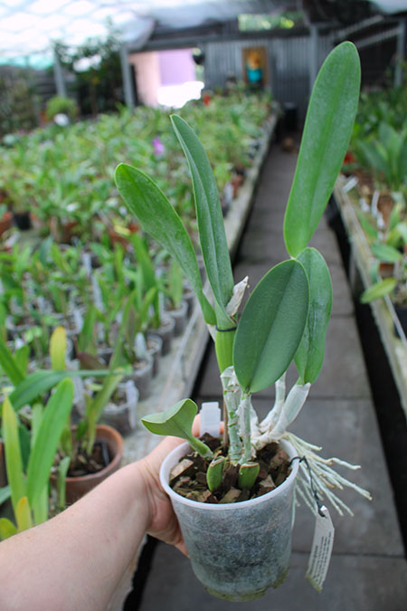 Rhyncholaelia digbyana.jpg