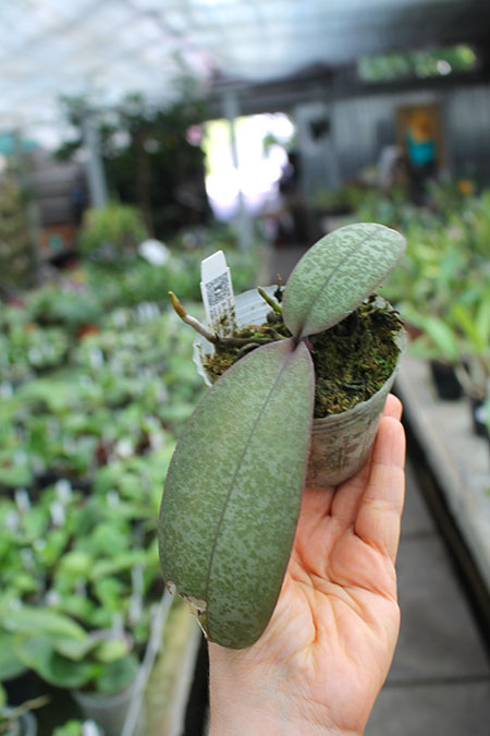 Phalaenopsis Celebes Wave 'Smile Sawn' (Mato Girl x celebensis).jpg