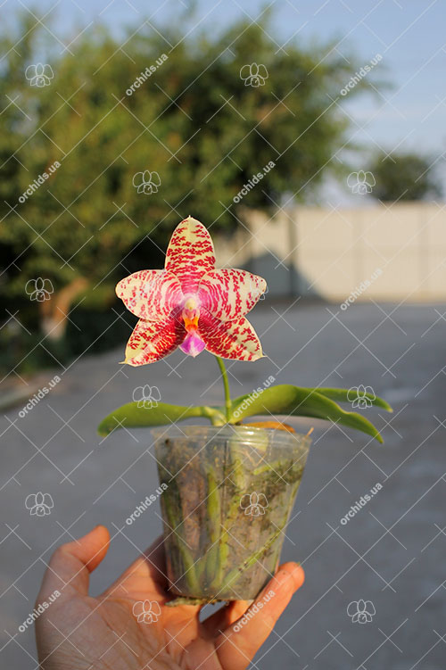 Phalaenopsis Zheng Min Oak (Natasha 'Joy #3' x Yungho Princess Gelb 'Huey Fong').jpg
