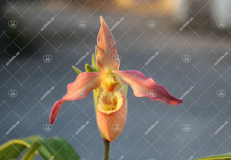 Phragmipedium Franz Glanz (richteri x besseae).jpg
