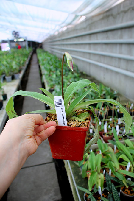 Paphiopedilum spicerianum.jpg