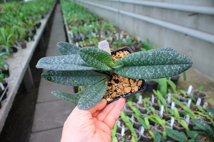 Paphiopedilum concolor.jpg