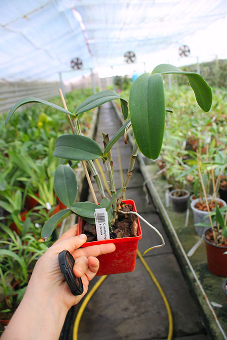 Cattleya amethystoglossa albescens x coerulea.jpg