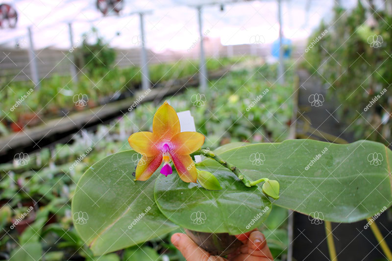 Phalaenopsis Mituo Prince 'Orange'.jpg