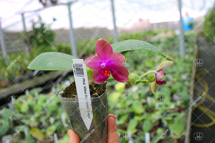 Phalaenopsis Mituo Sun Queen 'Lotus'.jpg