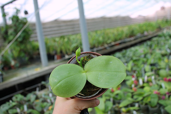 Phalaenopsis Yaphon Red Jewel x Hawaii Dragon Girl.jpg