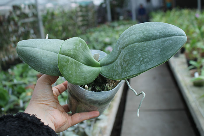 Phalaenopsis gigantea alba 'Ta Wei'.jpg