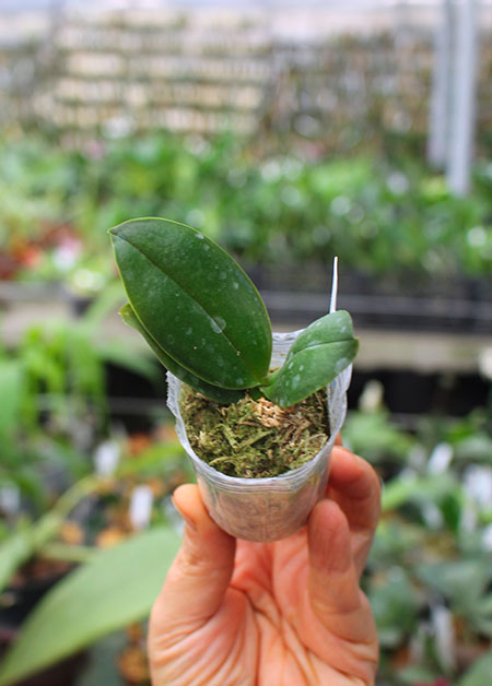 Doritaenopsis I-Hsin Spot Leopard 'peloric'.jpg