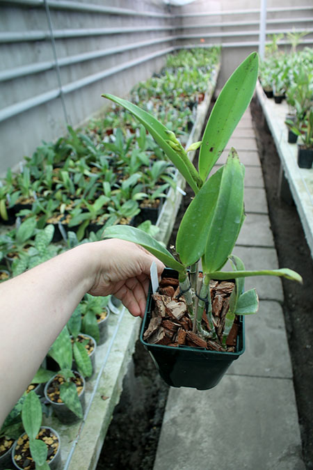 Cattleya Tian Mu 'Sesame'.jpg